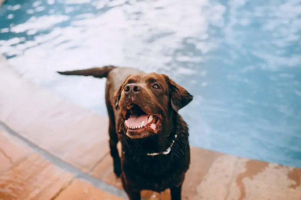 Beating the Heat: A Comprehensive Guide to Canine Heat Stroke Prevention and Summer Safety