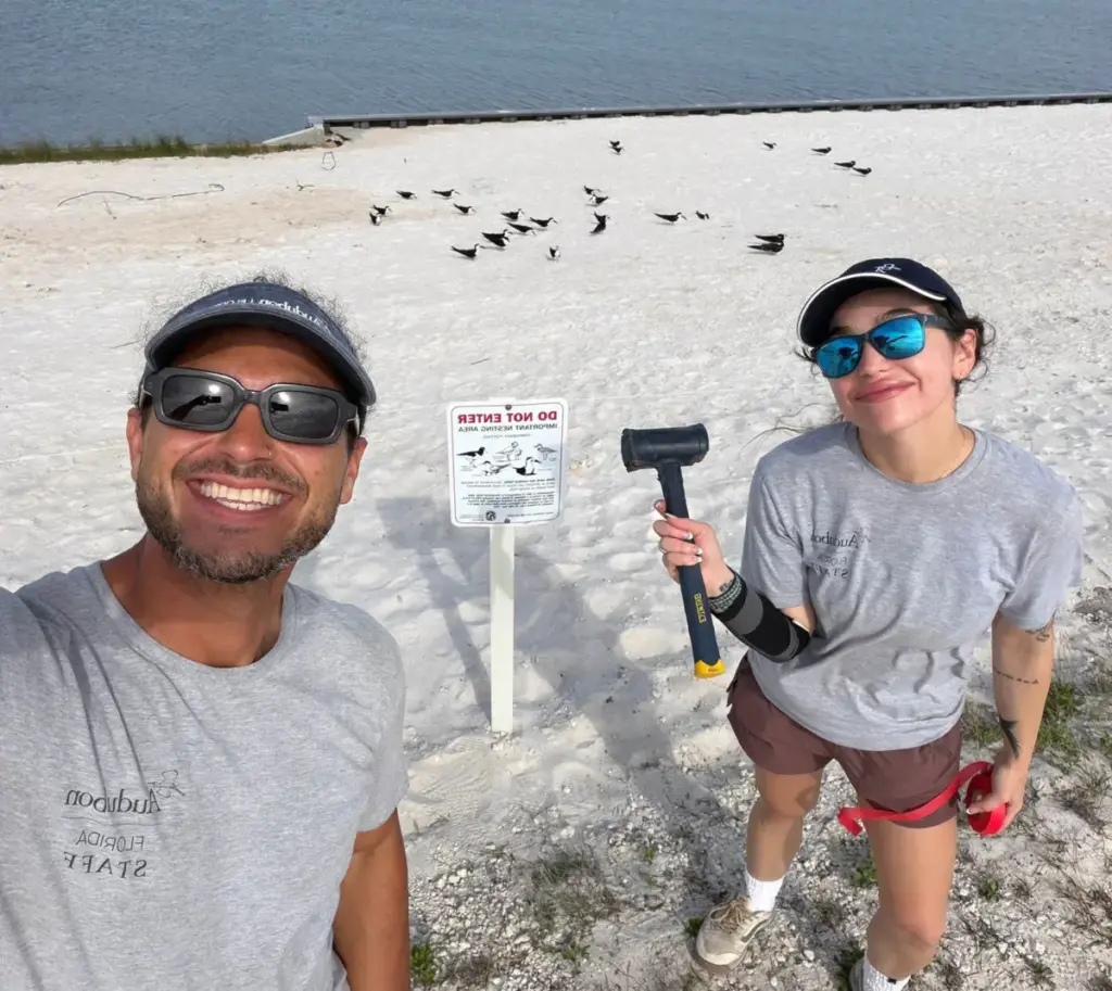 Beneath the Boardwalk and Beyond the Footprints: The High-Stakes Summer Nursery of America’s Minimalist Coastal Birds