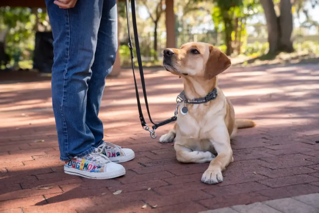 Beyond the Harness: The Rigorous Science, Selection, and Strategy Behind Elite Service Dog Development