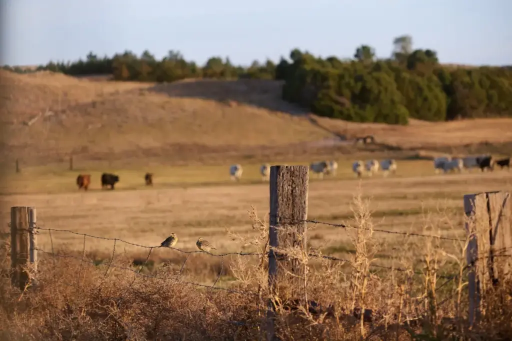 Bipartisan RANCH Act Seeks to Revitalize U.S. Cattle Herds and Restore Declining Grassland Ecosystems