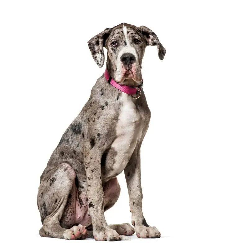 Breaking the Pain Cycle: The Strategic Integration of Subanesthetic Ketamine in Veterinary Hospice and Palliative Care