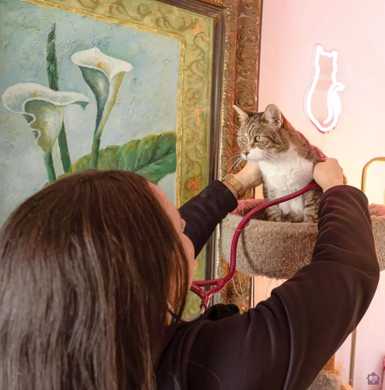 Bridging the Behavioral Gap: The Rise of Companion Animal Anxiety and the Modern Veterinarian’s Pharmacological Toolkit