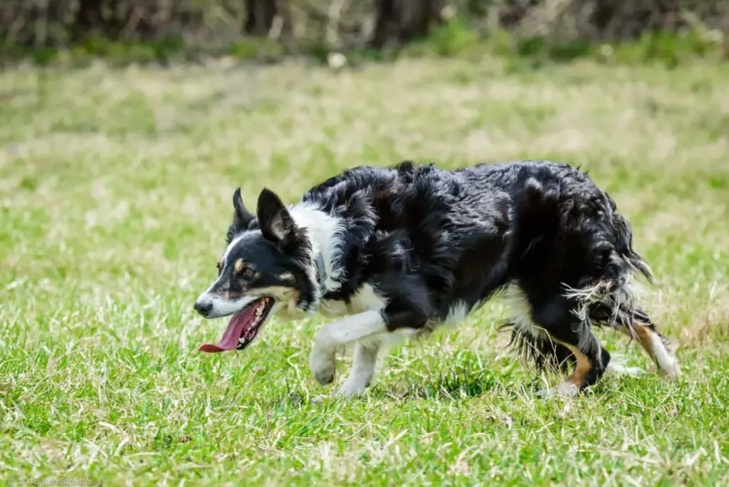Canine Safety Amid Rising Temperatures: Expert Insights on Heat Stress, Mitigation Strategies, and Climate Adaptation
