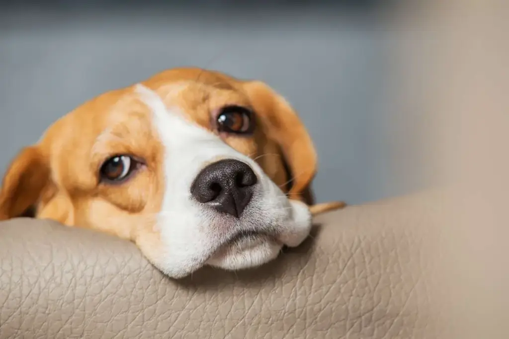 Crisis at Ridglan Farms: The Battle for the Beagles and the Ethics of Laboratory Animal Research