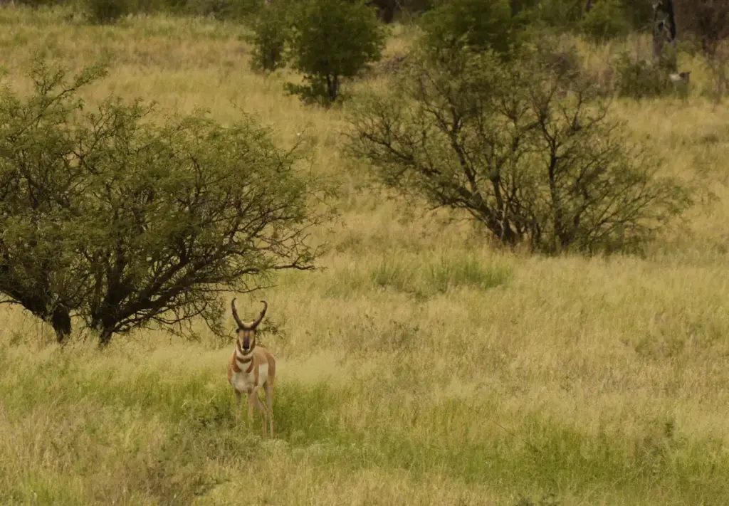 Cultivating the Next Generation of Conservation Leaders: Inside the Appleton-Whittell Research Ranch Fellowship Series