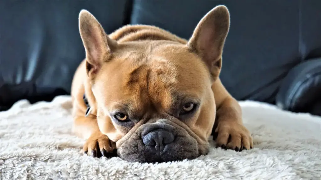 Decoding Canine Conduct: An Investigative Report on Sudden Behavior Changes in Domestic Dogs
