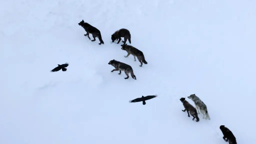 Decoding the Avian Mind: Groundbreaking Study Reveals Ravens Outsmart Assumptions in Yellowstone’s Predator-Prey Dynamics