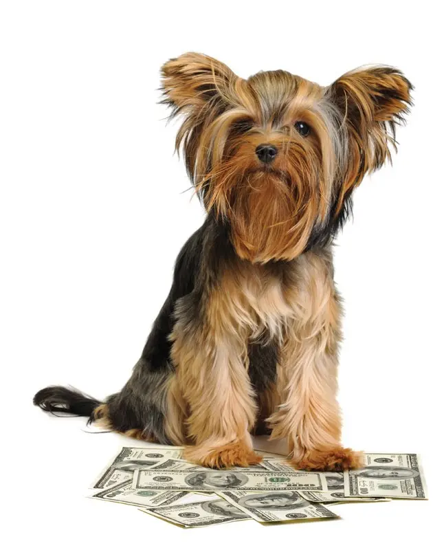 Decoding the Veterinary Price Surge: Why Pet Care Costs Are Outpacing General Inflation—and Where the Money Isn’t Going