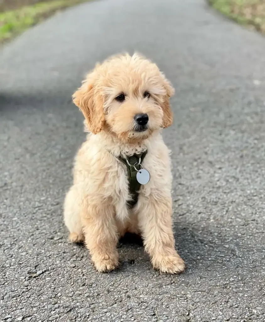Demystifying the Doodle: A Comprehensive Journalistic Investigation into Goldendoodle Generations, Genetics, and Care