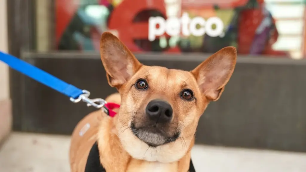 Empowering NYC’s Canine Saviors: Muddy Paws Rescue Secures Vital $5,000 Grant from Petco Love to Fuel 2025 Lifesaving Initiatives