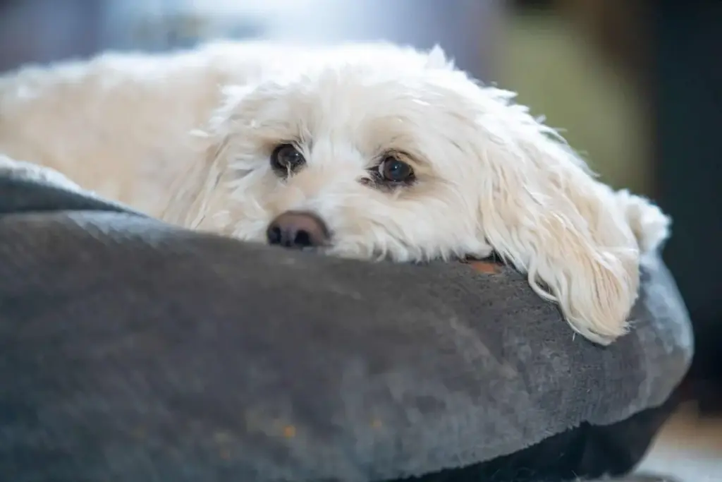 Engineering the Optimal Sleep Surface: An Investigative Report on Orthopedic Solutions for Canine Osteoarthritis