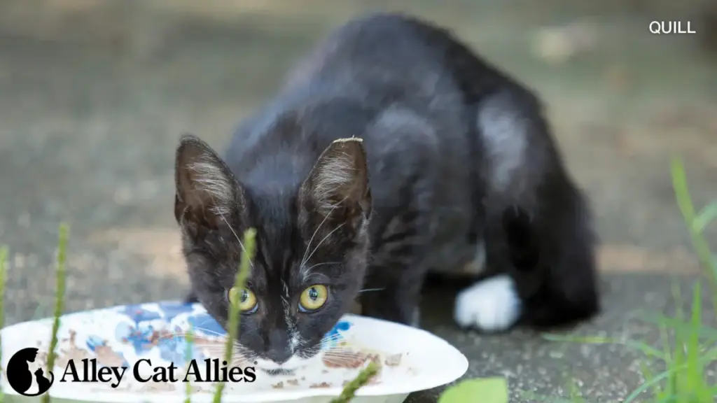 Feline Advocacy and Rescue Dispatch: Fighting Feeding Bans, Disaster Relief, and Inspiring Transformation