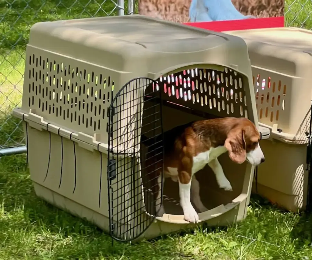 Finding Grace in the Grass: Spring Blooms, Resilient Beagles, and the Complex Journey Toward Healing