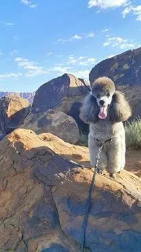 Flying High with an Oversized Pet: How One Owner Successfully Navigated Commercial Airlines with a Large Miniature Poodle
