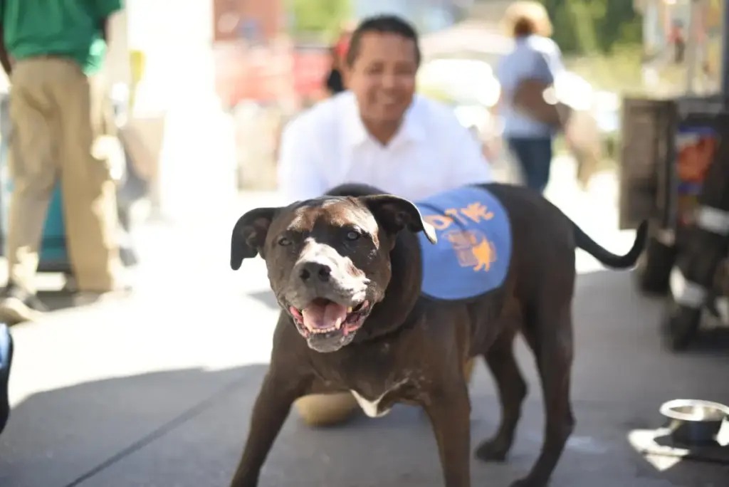 From Fearful Foster to Internet Sensation: The Inspiring Adoption Journey of Tiki the Dog