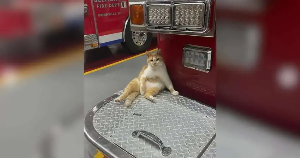 From Scars to Sanctuary: The Remarkable Life and Legacy of Flame, the Belmont Fire Department’s Beloved Feline Chief