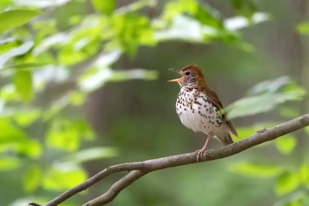 Guardians of the Canopy: How Audubon and Congressional Leaders Are Uniting to Save America’s Declining Forest Birds