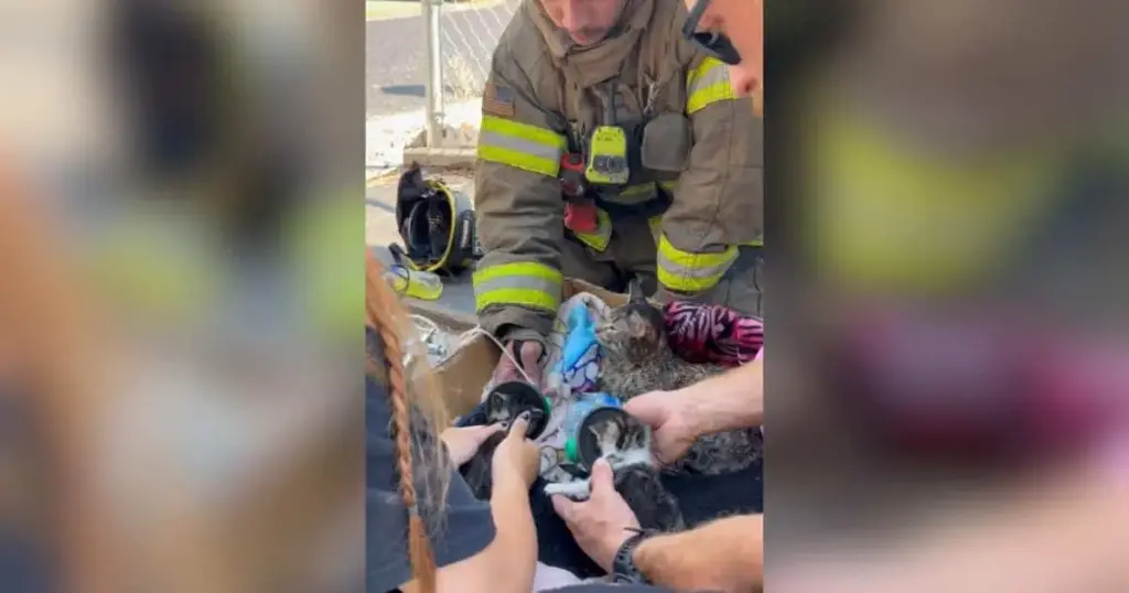 Heroes in Heavy Gear: Kennewick Firefighters Save Trapped Kittens in Daring House Fire Rescue