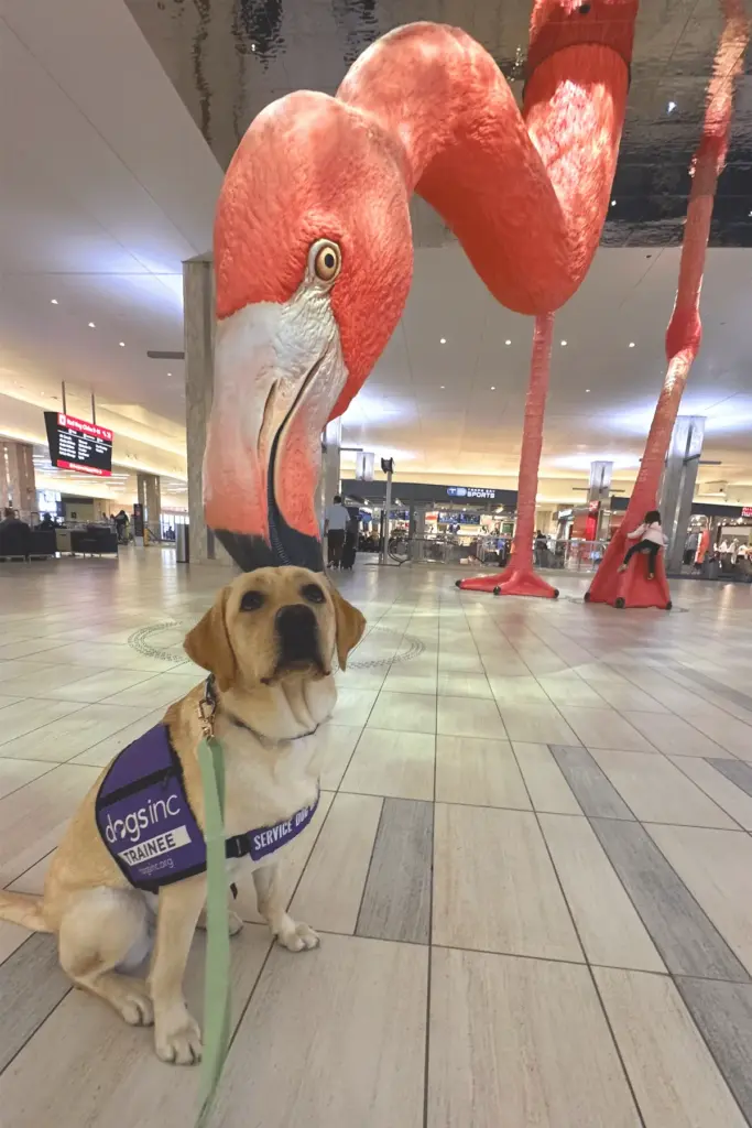 Mastering the Modern World: Inside the Rigorous Public Access Training of America’s Service Dogs