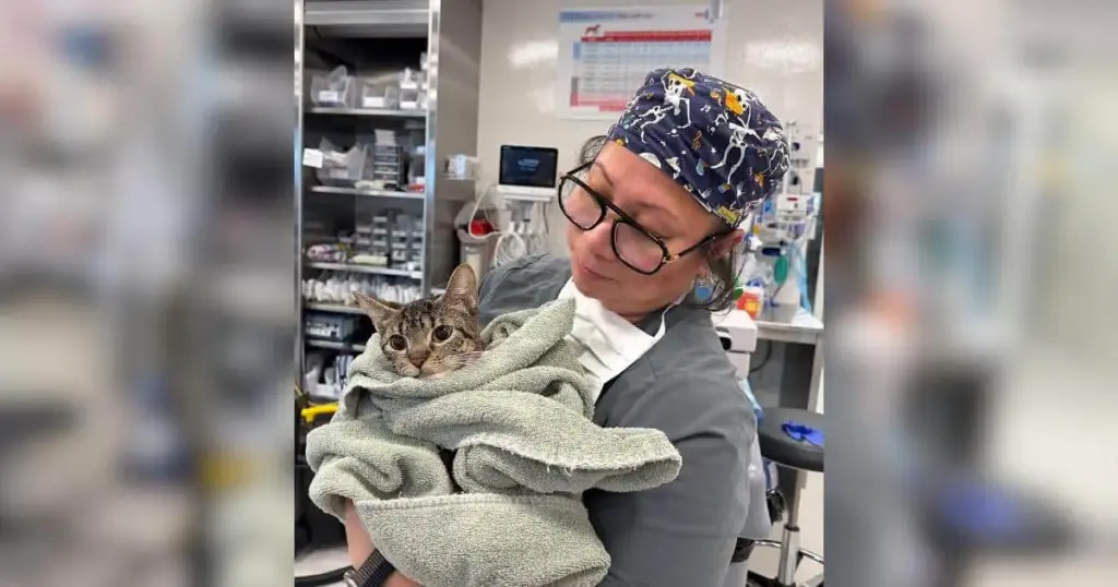 Miracles From the Pavement: How a Tiny Harlem Cat Defied Gravity and Survived a 16-Story Fall