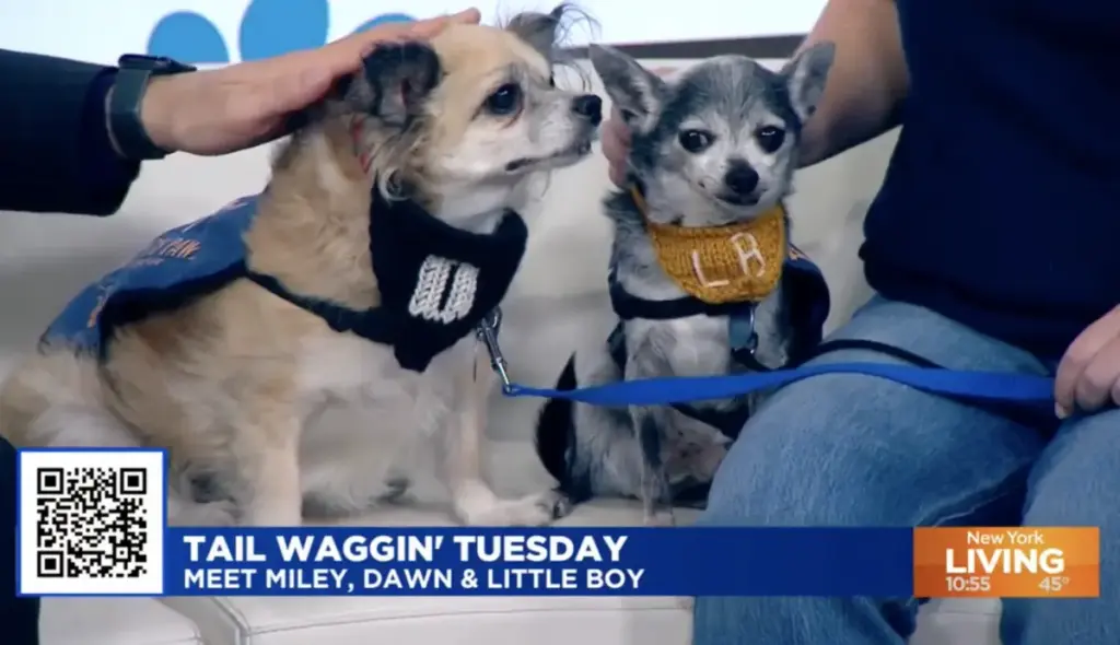 Muddy Paws Rescue Takes Center Stage: Spotlight on Miley, Dawn, and Little Boy Spark New Hope for Adoptable Dogs