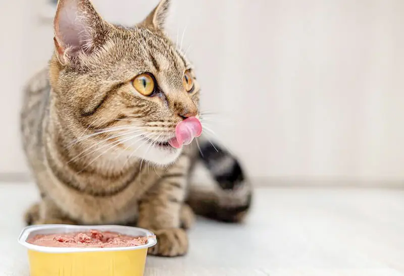 Navigating the Microbiome: The Clinical Balancing Act of Combining Antibiotics and Probiotics in Companion Animal Practice