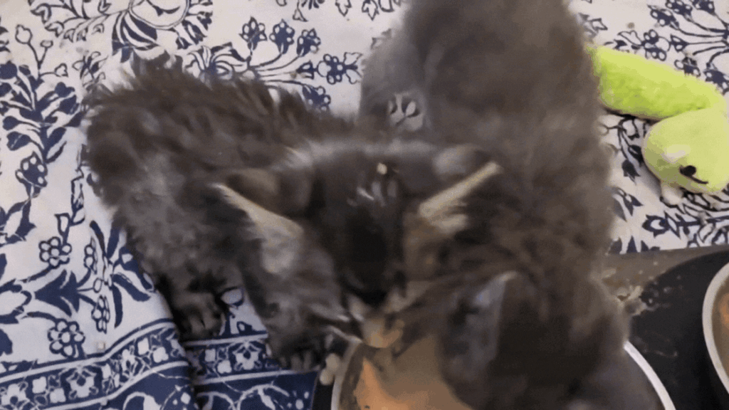 Operation Lifeline: How a Chain of Compassion Saved Neonatal Kittens Hugo and Philly from the Brink