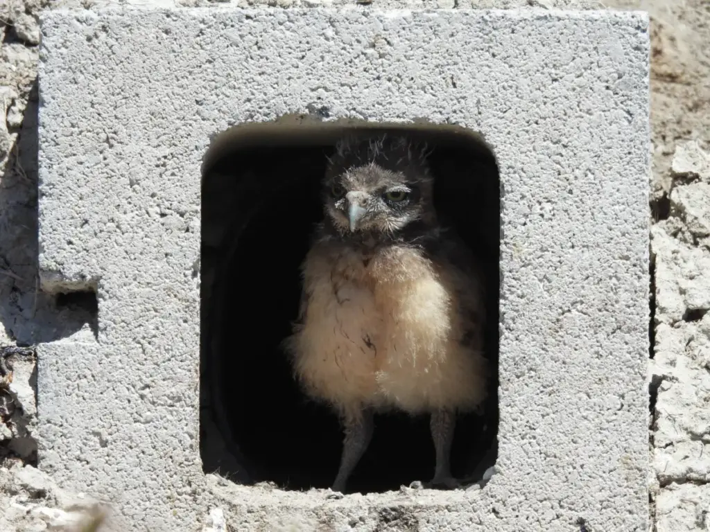 Restoring the Range: How Community Conservation and Artificial Burrows Brought Burrowing Owls Back to the Great Salt Lake