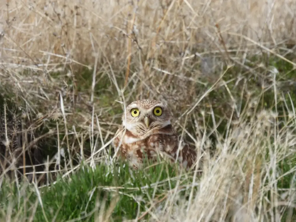 Reviving the Great Salt Lake Uplands: Audubon’s Ambitious Restoration at Gillmor Sanctuary Brings the Burrowing Owl Back from the Brink
