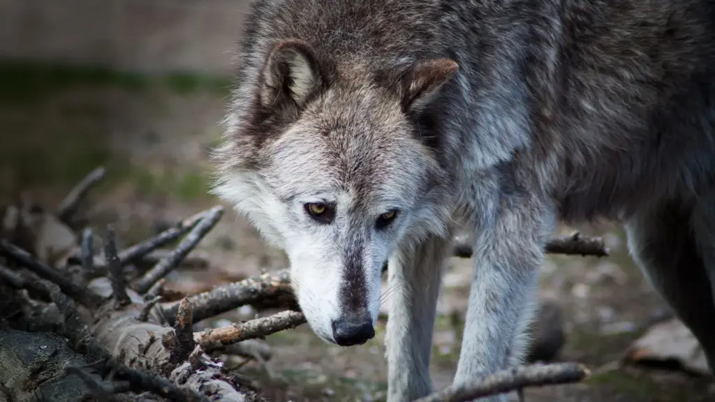 Rewriting Yellowstone’s Ecological Narrative: New Peer-Reviewed Analysis Challenges Legendary Wolf Recovery Claims
