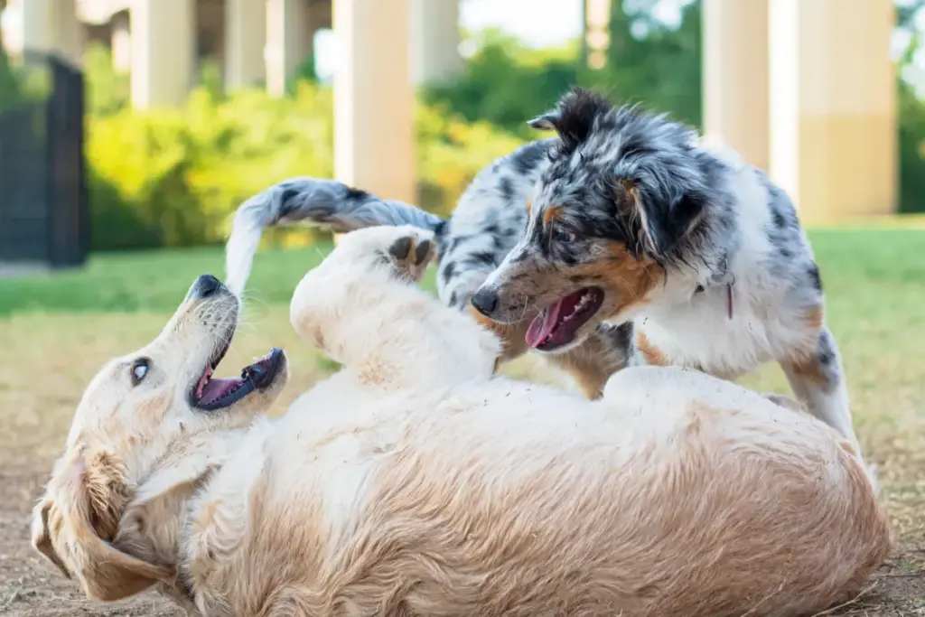 Securing the Perimeter: An Investigative Review of the PetSafe YardMax Rechargeable Dog Fence