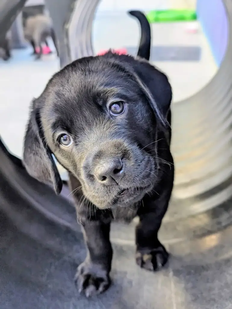 Shaping Lifelong Heroes: The Critical First 90 Days of Guide and Service Dog Development