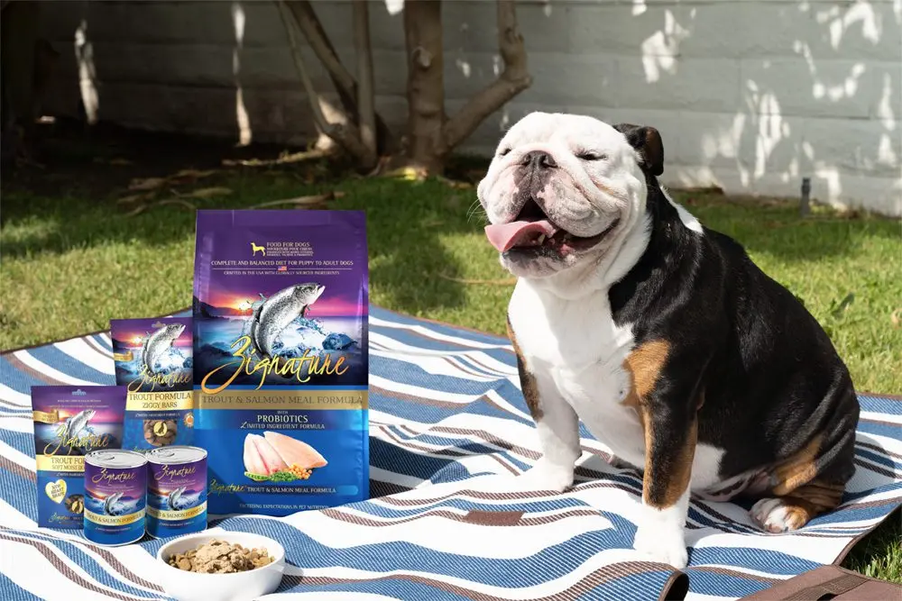 Spring Forward, Paws Up: The Definitive 2026 Canine Wellness and Spring Revitalization Report