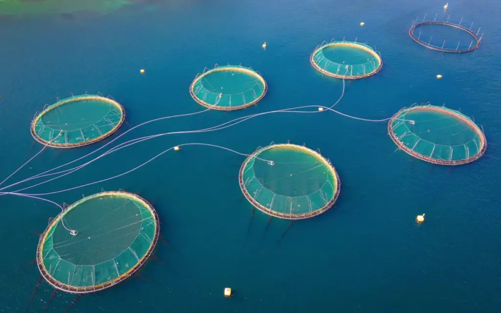 Tackling Aquaculture’s Billion-Dollar Parasite: How AquaNab’s Alpaca-Derived Nanoantibodies Are Revolutionizing Salmon Farming