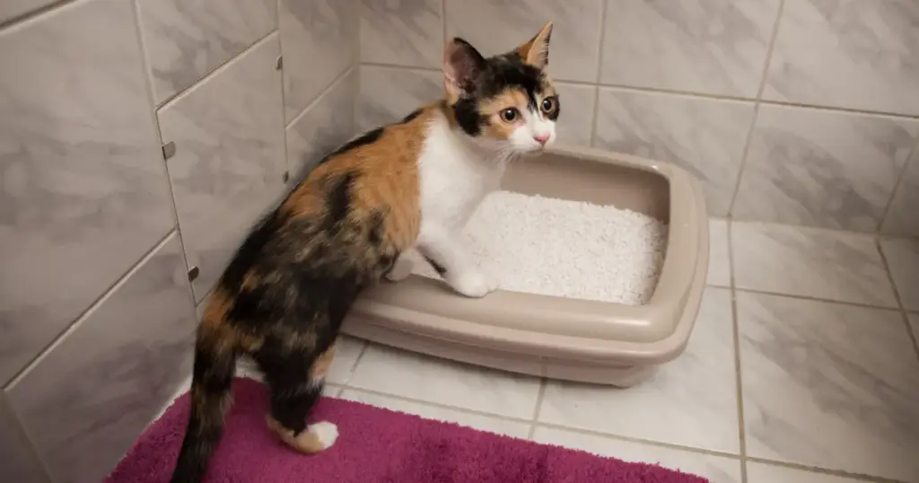 The 2026 Feline Hygiene Report: Navigating the Evolution of Cat Litters, Health Technology, and Eco-Friendly Innovations