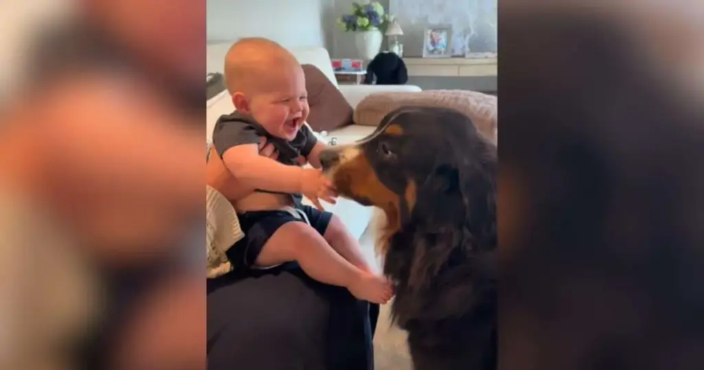 The Anatomy of a Bond: How a Giant Bernese Mountain Dog and an Infant Captivated Millions