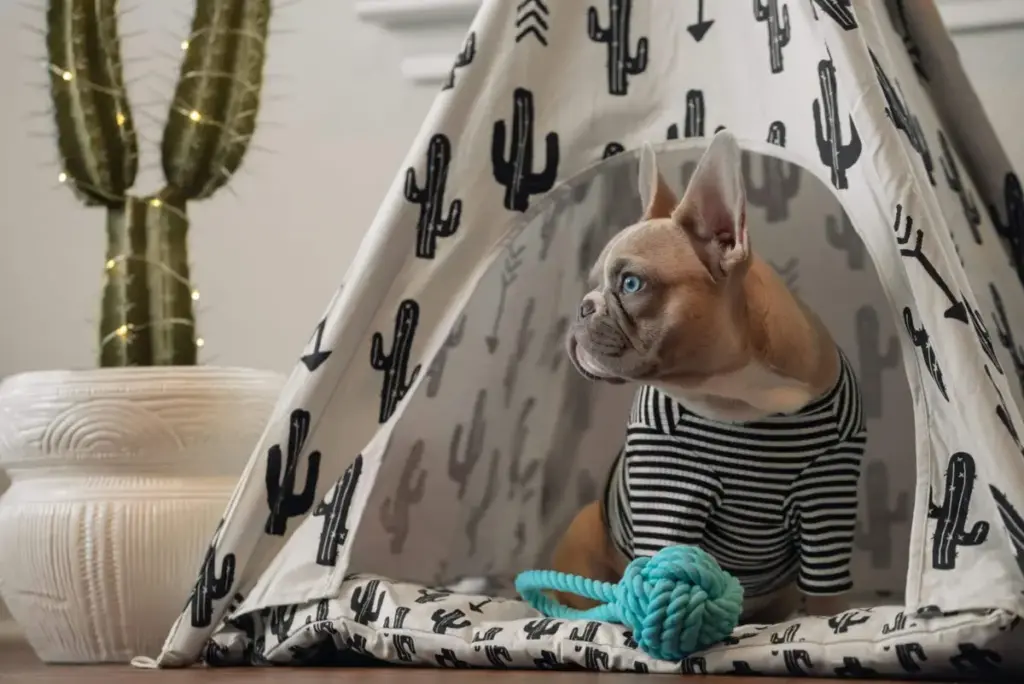 The Architecture of Canine Comfort: An In-Depth Investigative Analysis of Igloo and Cave Dog Beds