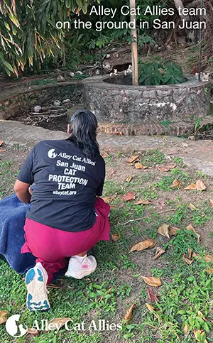 The Battle for the Paseo del Morro: Alley Cat Allies and Local Advocates Fight to Save San Juan’s Community Cats