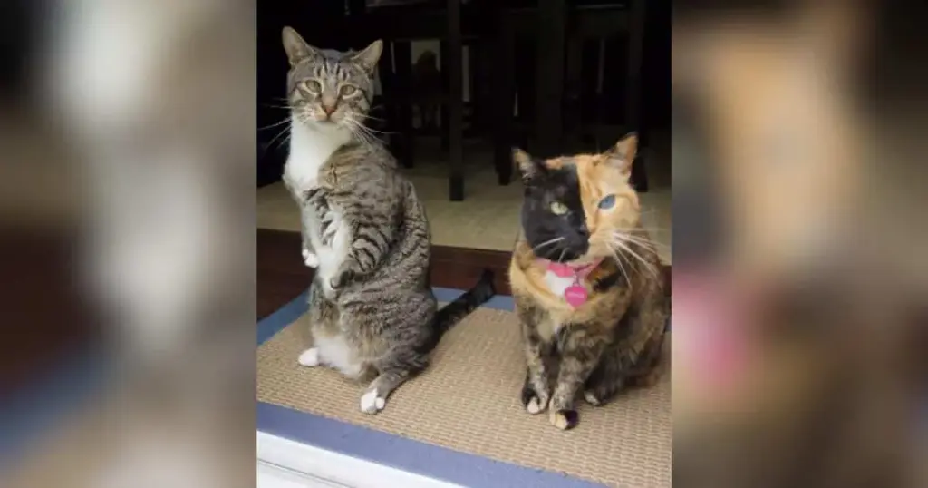 The End of an Era: Internet Icon Venus the Two-Faced Cat and Roo the Kangaroo Cat Cross the Rainbow Bridge Nine Days Apart