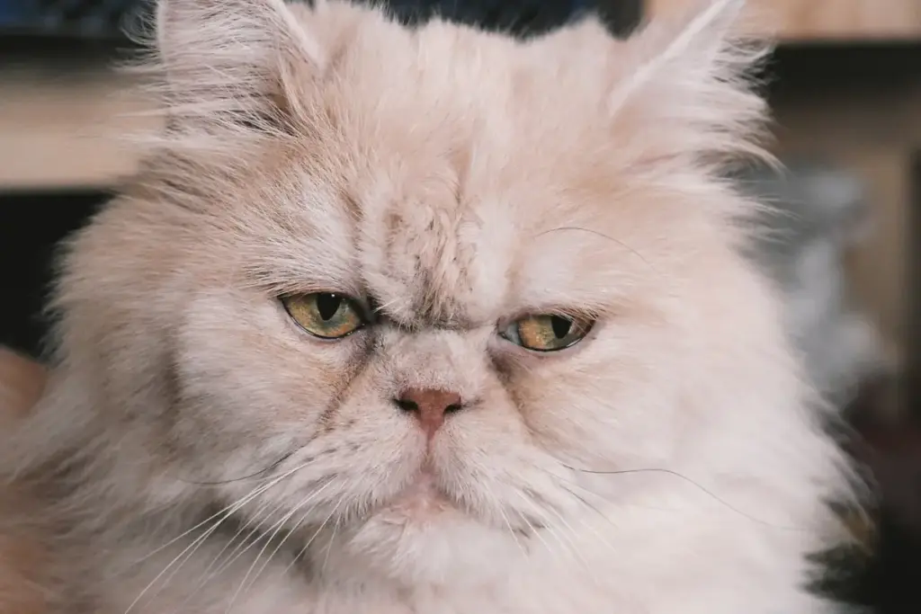 The Feline Companion Guide: An Authoritative Analysis of the 15 Most Common Cat Breeds