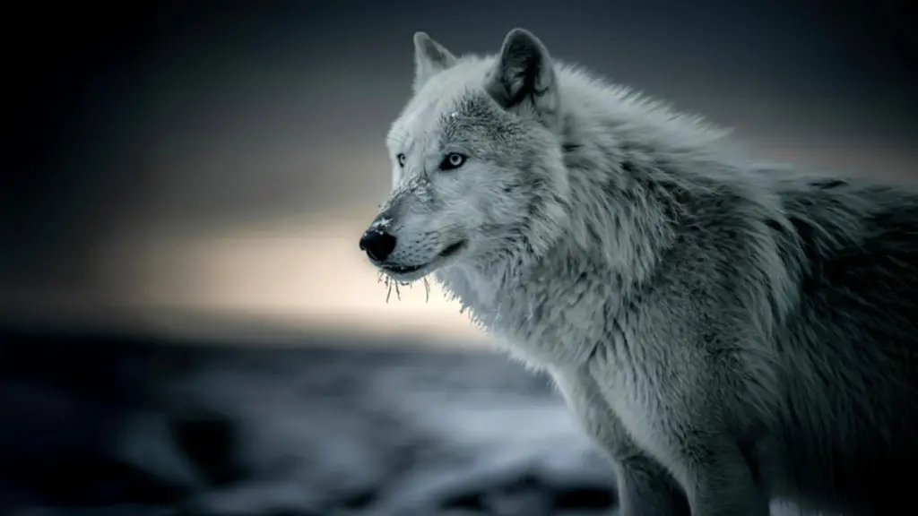 The Ghost of the Wild in Every Paw: Landmark Study Reveals Measurable Wolf Ancestry Across Modern Dog Breeds