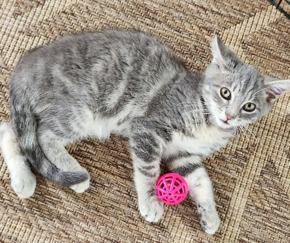The Miracle Stowaway: How a 10-Week-Old Kitten Survived a Hundreds-of-Miles Interstate Odyssey Inside a Car Bumper
