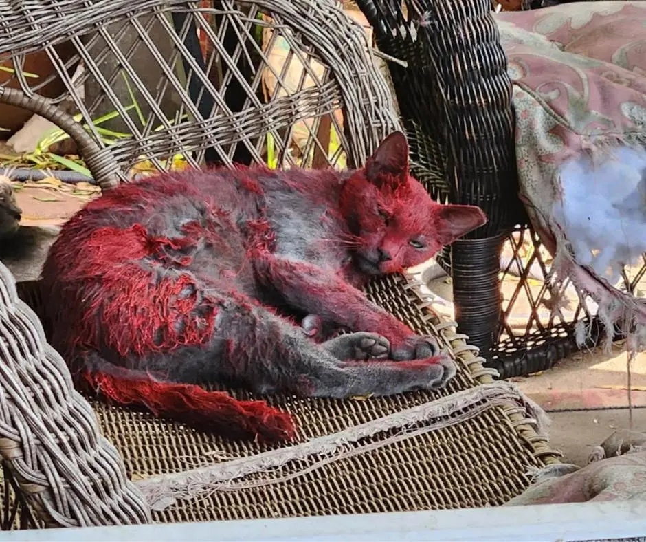 The Mystery of the Painted Feline: League City Animal Care Mobilizes to Rescue a Distressed Cat Amid Community Concern