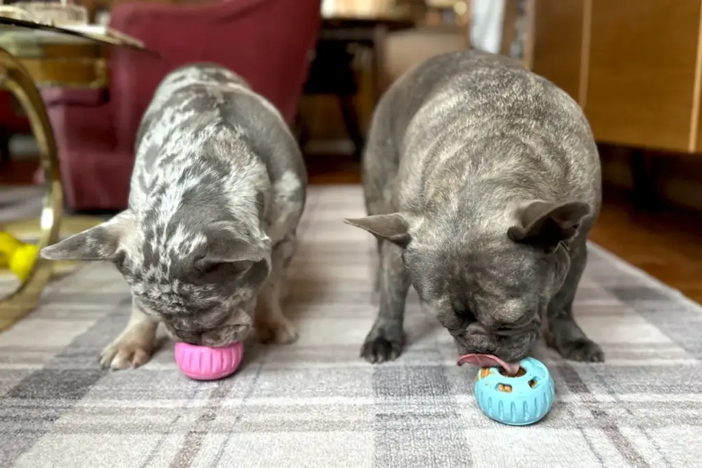 The Remote Work Canine Conundrum: How One Innovative Enrichment Toy Is Saving WFH Pet Parents