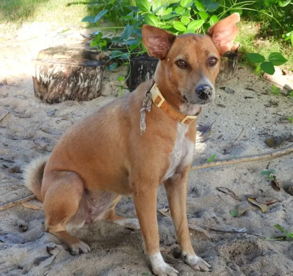 The Rise of the Askal: Understanding the Philippines’ Indigenous Street Dog and Its Global Journey