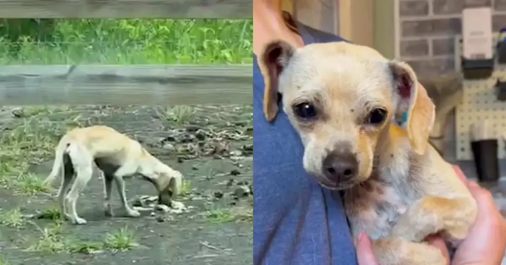 The Road to Redemption: How Strategic Intervention and Veterinary Care Saved a Traumatized Stray Named ‘ET’