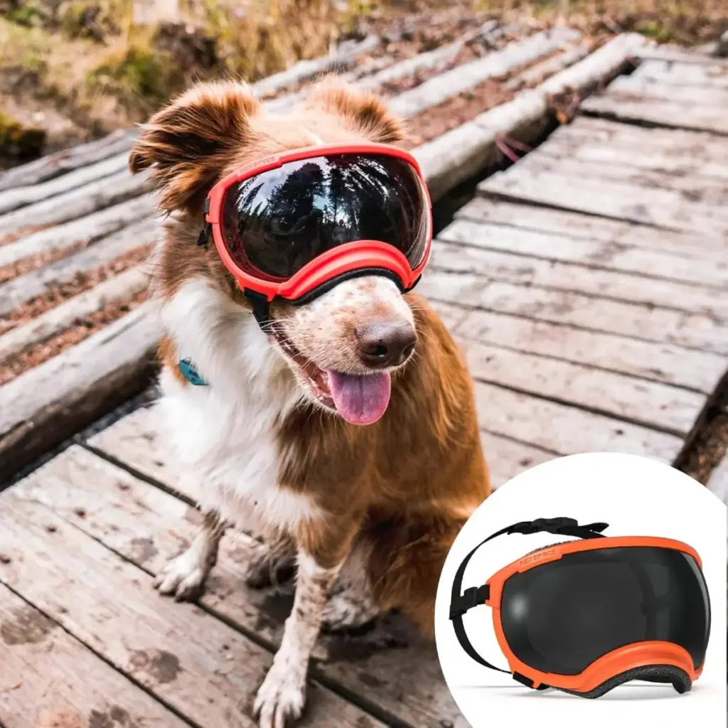 The Science of Canine Ophthalmic Wellness: Navigating the Preventive Care Boom, Breed Vulnerabilities, and Clinical Triage