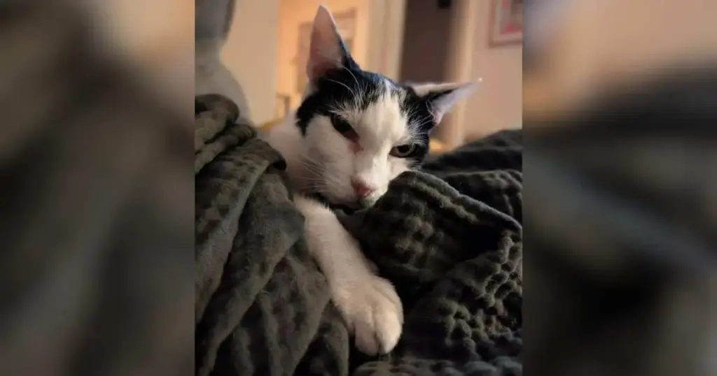 The Seventeen-Year Bond: How a Random Scroll on Social Media Reunited a Devoted Owner with His Missing Senior Cat