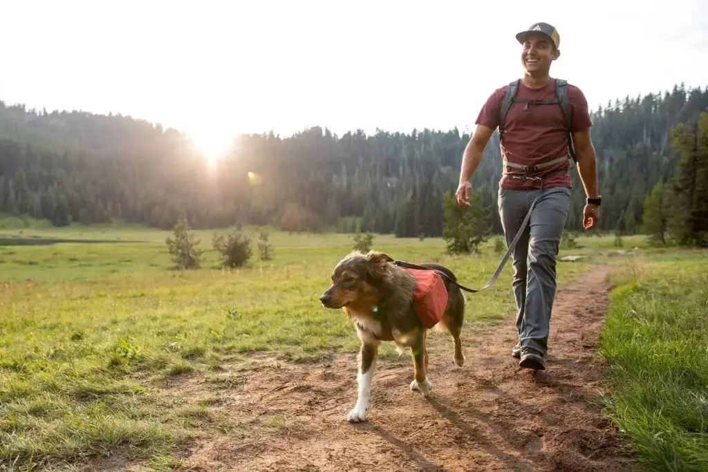 The Ultimate Tail-Wagging Odyssey: California’s 20 Best Dog-Friendly Summer Getaways