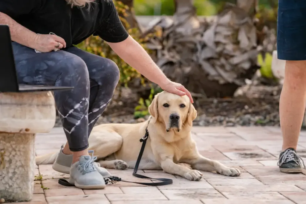 The Unseen Lifeline: Decoding the Critical Rules and Etiquette Surrounding Working Service Dogs